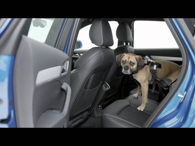More information about "Video: Audi Genuine Accessories – Dog Harness"